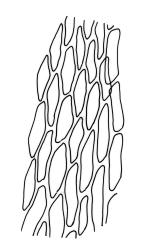 Bryum dichotomum, upper laminal cells.  Drawn from K.W. Allison 1115, CHR 577449, K.W. Allison 1116, CHR 578250, and M.J.A. Simpson 4690, CHR 161567.
 Image: R.C. Wagstaff © Landcare Research 2015 